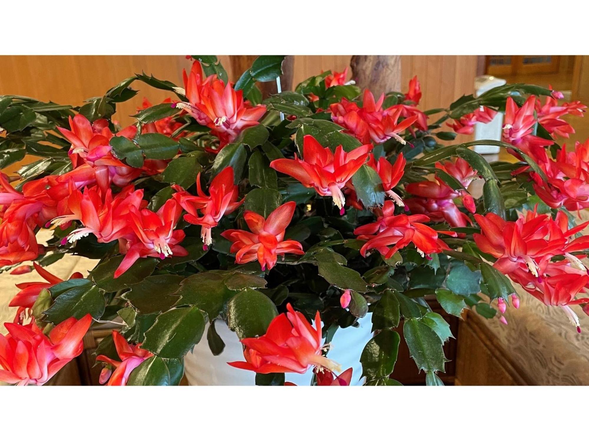 Nakanoyu Onsen Ryokan - Vacation Stay 06697V Ματσουμότο Εξωτερικό φωτογραφία