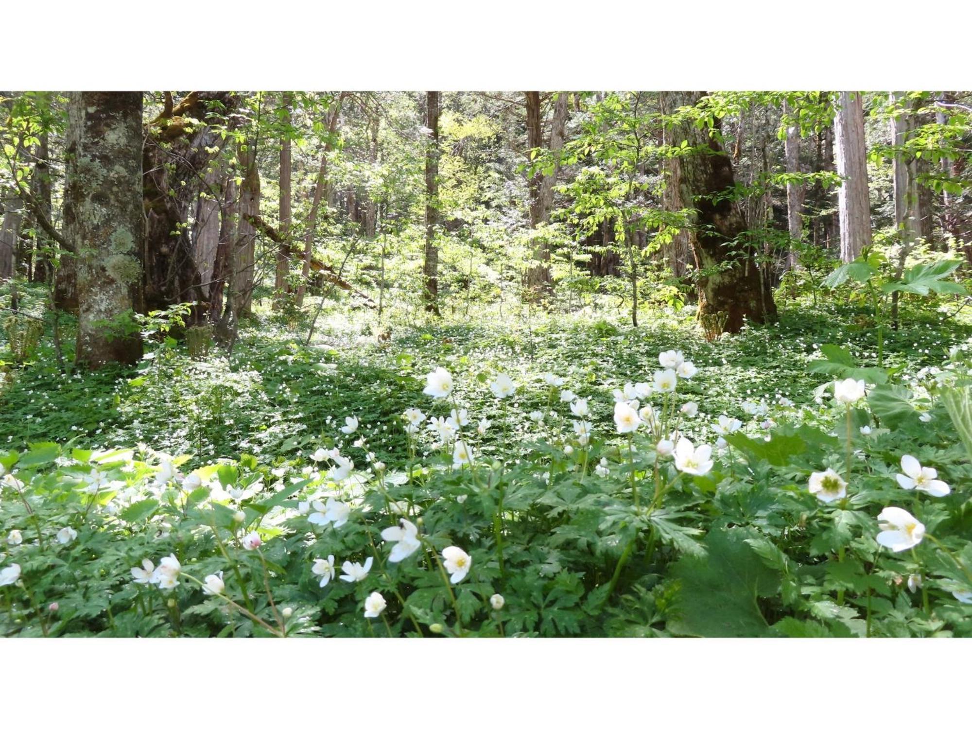 Nakanoyu Onsen Ryokan - Vacation Stay 06697V Ματσουμότο Εξωτερικό φωτογραφία